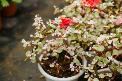 ​雅乐之舞如何安全过冬