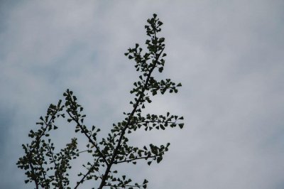 ​银杏树介绍，银杏树的价钱