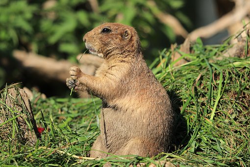 prairie-dog-4540050__340.jpg