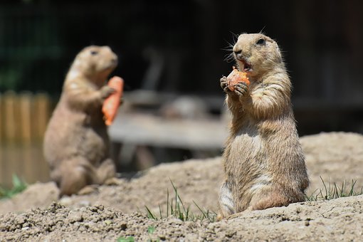 prairie-dogs-4349563__340.jpg