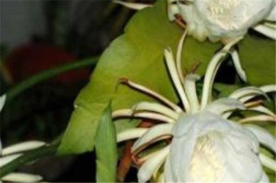 ​昙花什么时候开花 如何养护