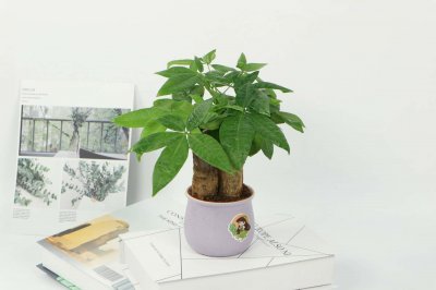 ​十大招财树，招财树有几种