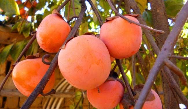 柿子叶含什么成分