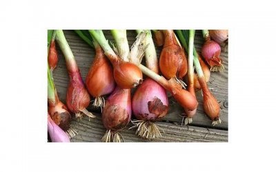 ​什么是网恋（网恋的意义是什么）