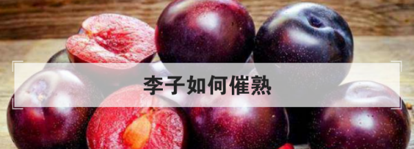 李子怎么放熟的快,李子怎么催熟甜度高点图2