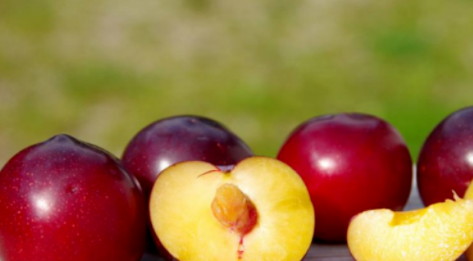 李子怎么放熟的快,李子怎么催熟甜度高点图7