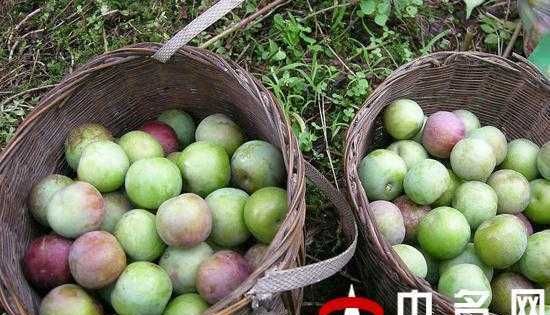 摘下来的三华李什么办法可以让它熟的更快些