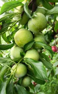 ​李子怎么放熟的快,李子怎么催熟甜度高点