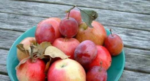 李子怎么放熟的快,李子怎么催熟甜度高点图3