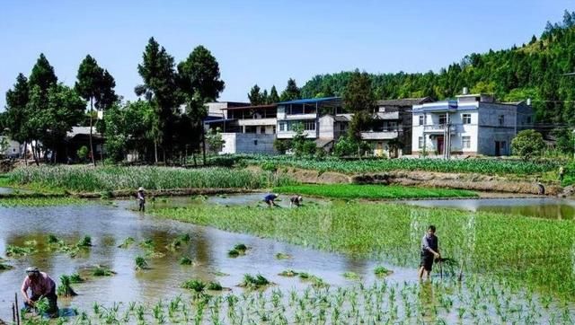 小满是什么季节,小满是个什么样的节气?图7