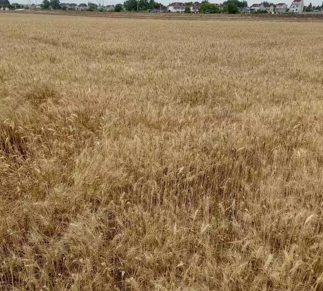 小满是什么季节,小满是个什么样的节气?图6