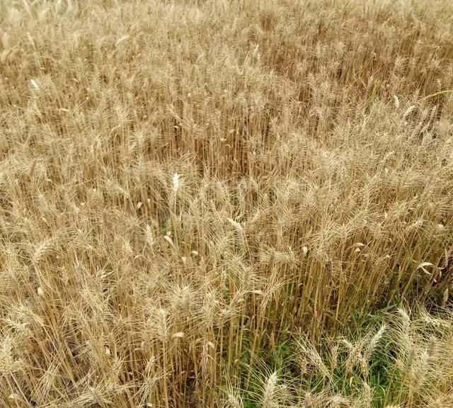 小满是什么季节,小满是个什么样的节气?图5