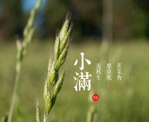 小满是什么季节,小满是个什么样的节气?图3