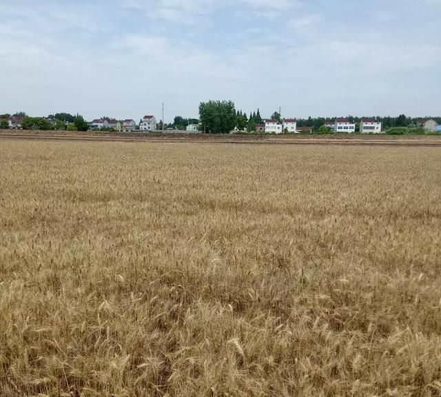 小满是什么季节,小满是个什么样的节气?图4