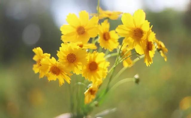 成都墨石公园攻略(不要门票免费耍)(7)