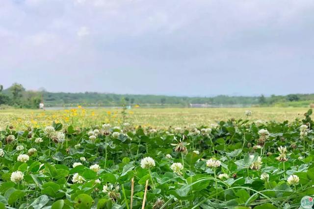 成都墨石公园攻略(不要门票免费耍)(9)