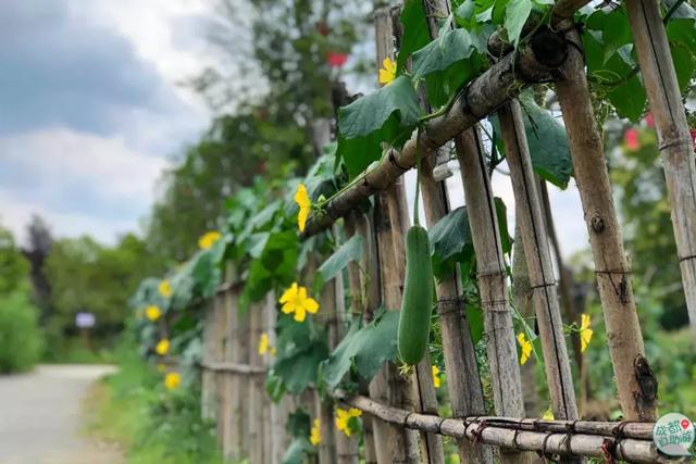 成都墨石公园攻略(不要门票免费耍)(35)