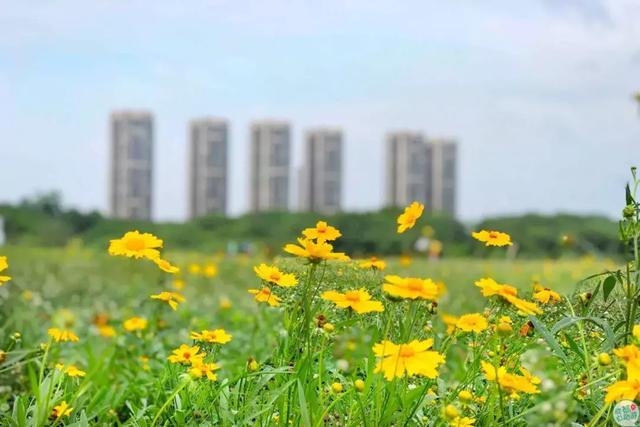 成都墨石公园攻略(不要门票免费耍)(8)