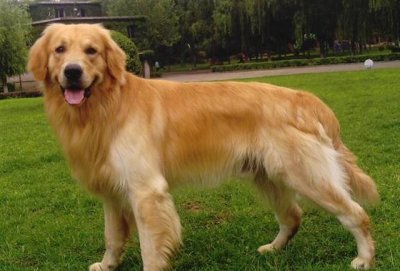 ​哪种大型犬最适合家养（家庭养哪种大型犬好养又便宜）