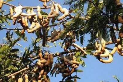 ​酸角的功效与作用(酸角的功效与作用及怎样吃)