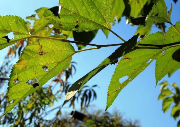 喝桑叶水的功效和作用 喝桑叶水有什么好处和坏处