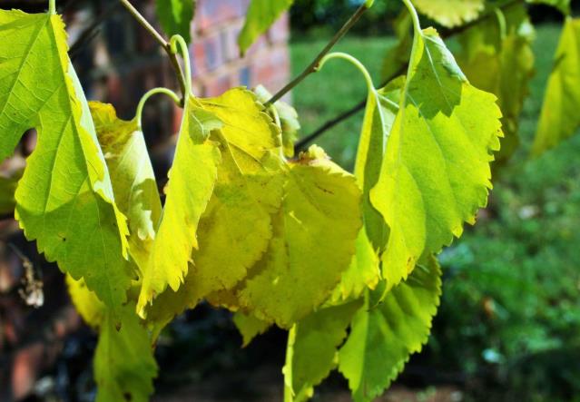 喝桑叶水的功效和作用 喝桑叶水有什么好处和坏处