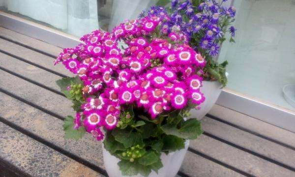 网上买的鲜花怎么醒,网购的花需要醒花吗图2