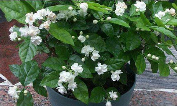 网上买的鲜花怎么醒,网购的花需要醒花吗图3