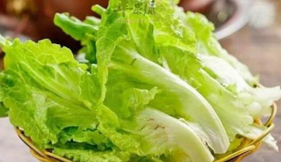 ​生菜要放水里泡着,生菜种子需要泡水吗如何种植象牙萝卜