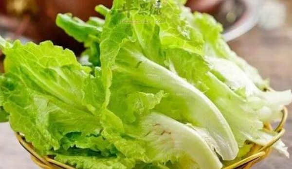 生菜要放水里泡着,生菜种子需要泡水吗如何种植象牙萝卜图1