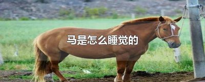 ​狗是怎样睡觉的 马是站着睡觉的吗