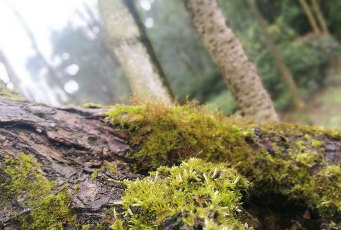 鹿柴这首诗中的复是什么意思