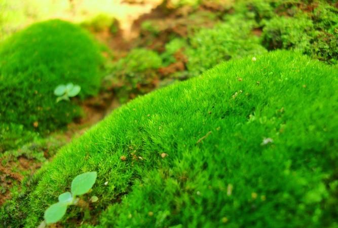 复照青苔上全诗