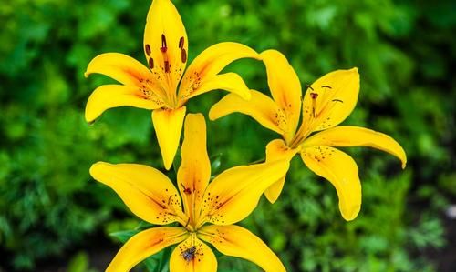 要一些好听的花名