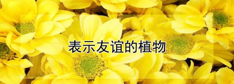 有关友谊的唯美句子七言