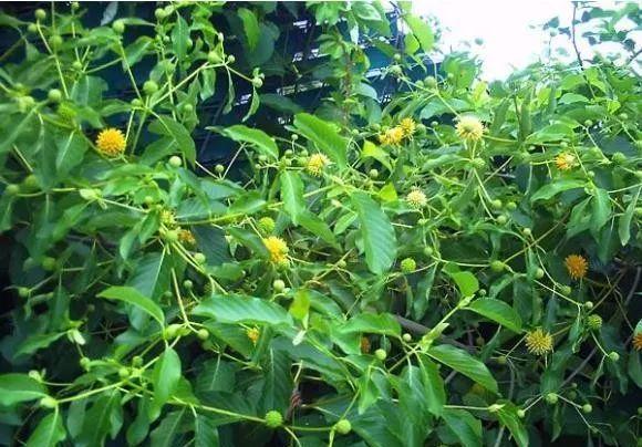 新精神活性物质“卡痛”，为什么被称为鸦片的替代品？