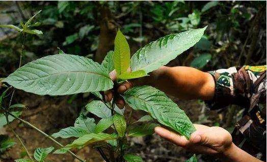 新精神活性物质“卡痛”，为什么被称为鸦片的替代品？