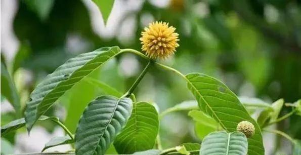 新精神活性物质“卡痛”，为什么被称为鸦片的替代品？