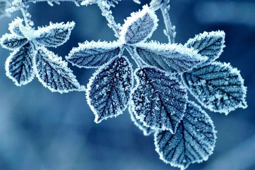 写霜降的诗有哪些?