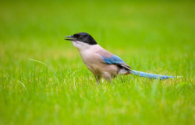 喜鹊的种类及分布图（秘境之眼人类之友）(2)