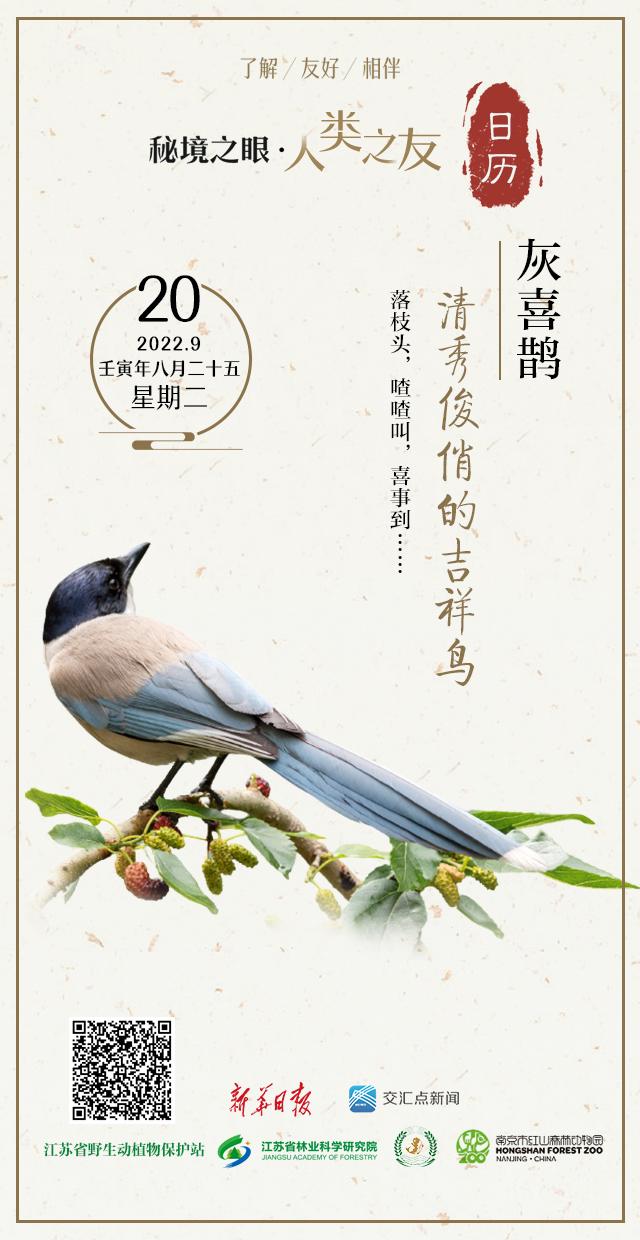 喜鹊的种类及分布图（秘境之眼人类之友）(1)