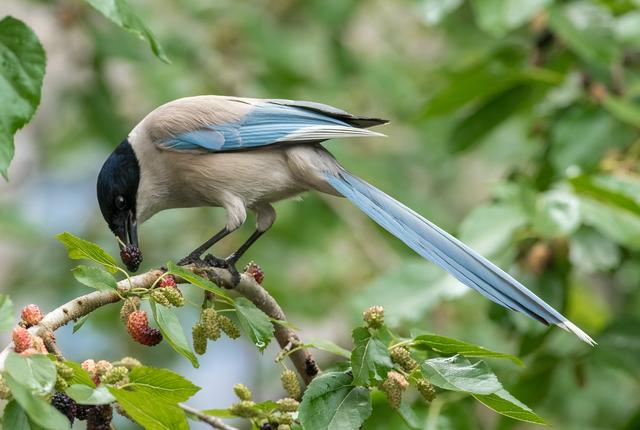 喜鹊的种类及分布图（秘境之眼人类之友）(3)