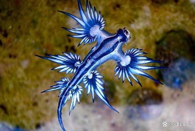 真正的海蝶是什么（被称为海天使的裸海蝶其实是个残酷的天使）