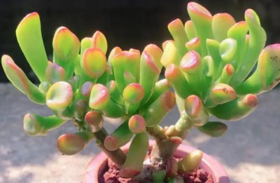 ​吸财树用什么盆好看又好养（吸财树用小盆还是大盆）