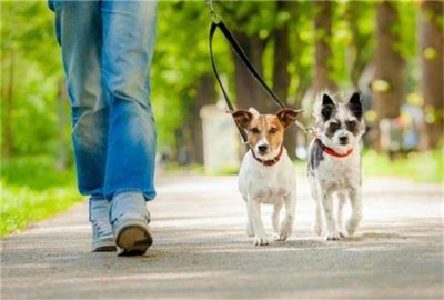 ​狗中毒了怎么办