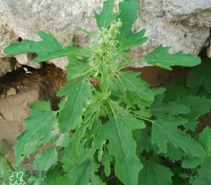 灰灰菜有什么功效？灰灰菜有什么营养价值