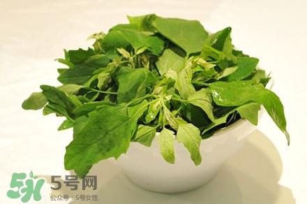 灰灰菜有什么功效？灰灰菜有什么营养价值