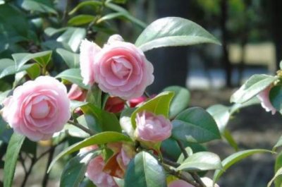 ​茶花的养殖方法（茶花总是养不好？做好4步，植株健壮开花多，一盆养多年）