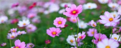 ​波斯菊什么时候种好？