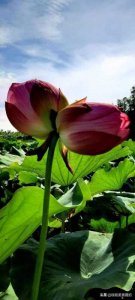 ​并蒂是什么意思(并蒂莲的出现率只有十几万分之一)